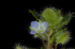 Ivyleaf speedwell